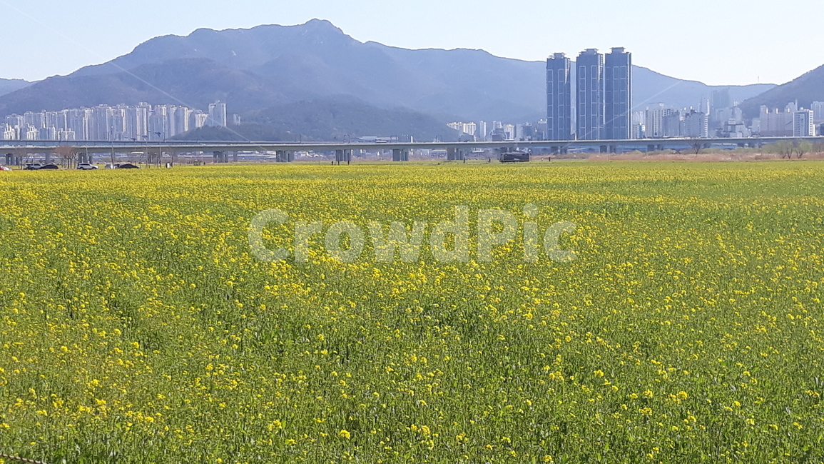 꽃,봄,새싹,만개,화사