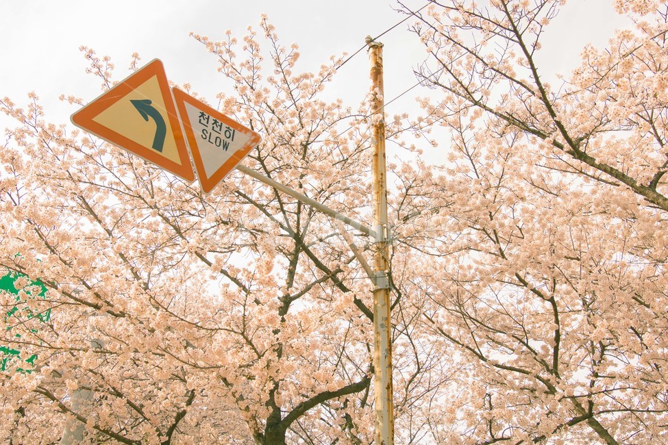 봄,벚꽃,감성,낭만,따뜻함,봄날,여의도,따스함,포근함,4월,식물,자연,plants,nature,꽃,flower,나무,trees,wood