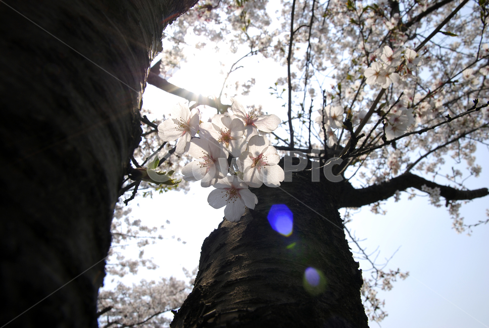 봄,벚꽃,자연,풍경,봄이미지,벚꽃길,꽃,봄꽃,봄,계절,spring,season,plant,식물,bird,새,animal,동물