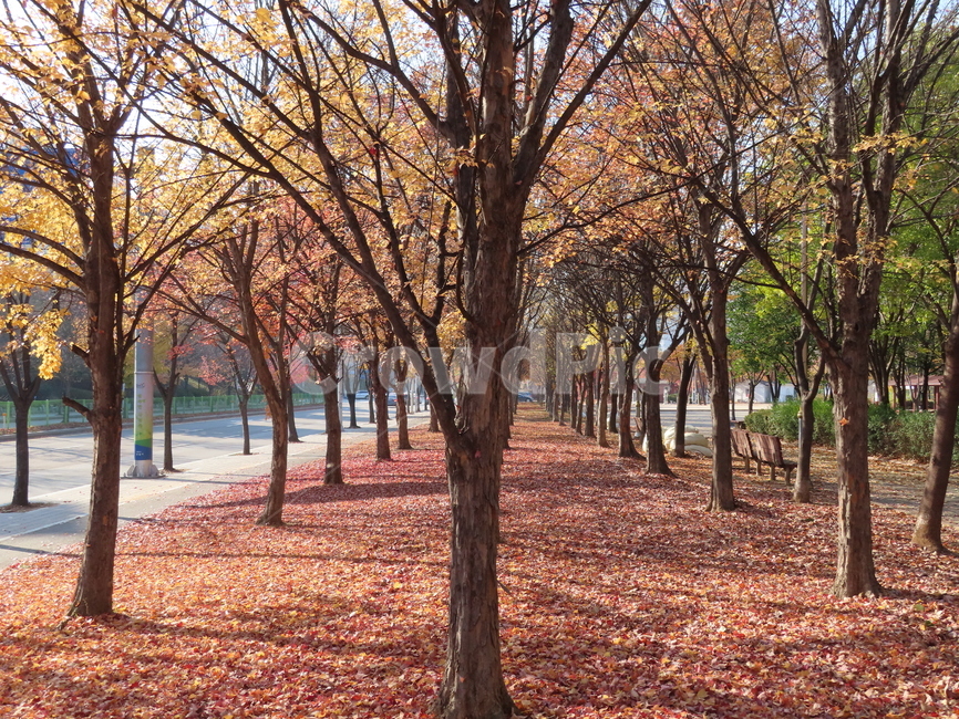 plant,식물,tree,나무,treetrunk,나무줄기,leaf,잎,가을