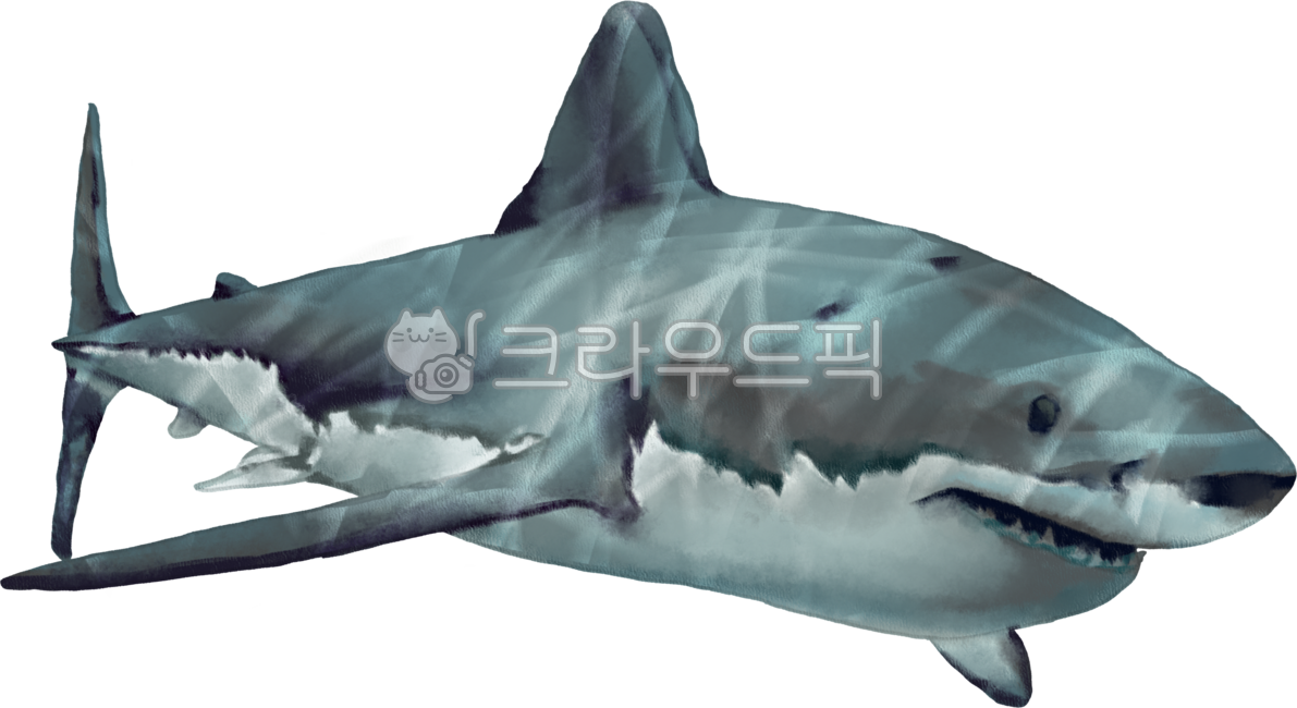 상어,해양생물,백상아리,물고기,바다,동물