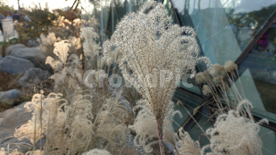 식물,plant,억새,갈대,가을
