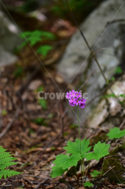 큰앵초,야생화,생태,식물,꽃,자연,힐링,플라워,wildflower,flower,plants,nature,season,감성,느낌,emotion,feeling,초본