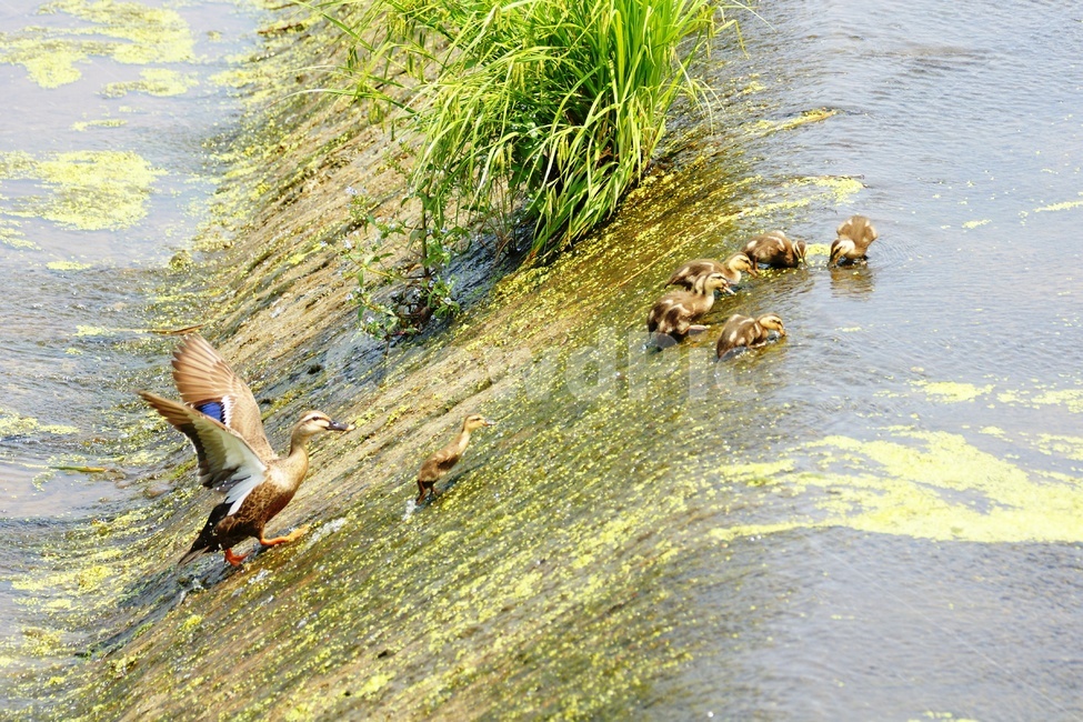 흰뺨검둥오리,가족,조류,단합,하천,동물,animal,조류,새,birds