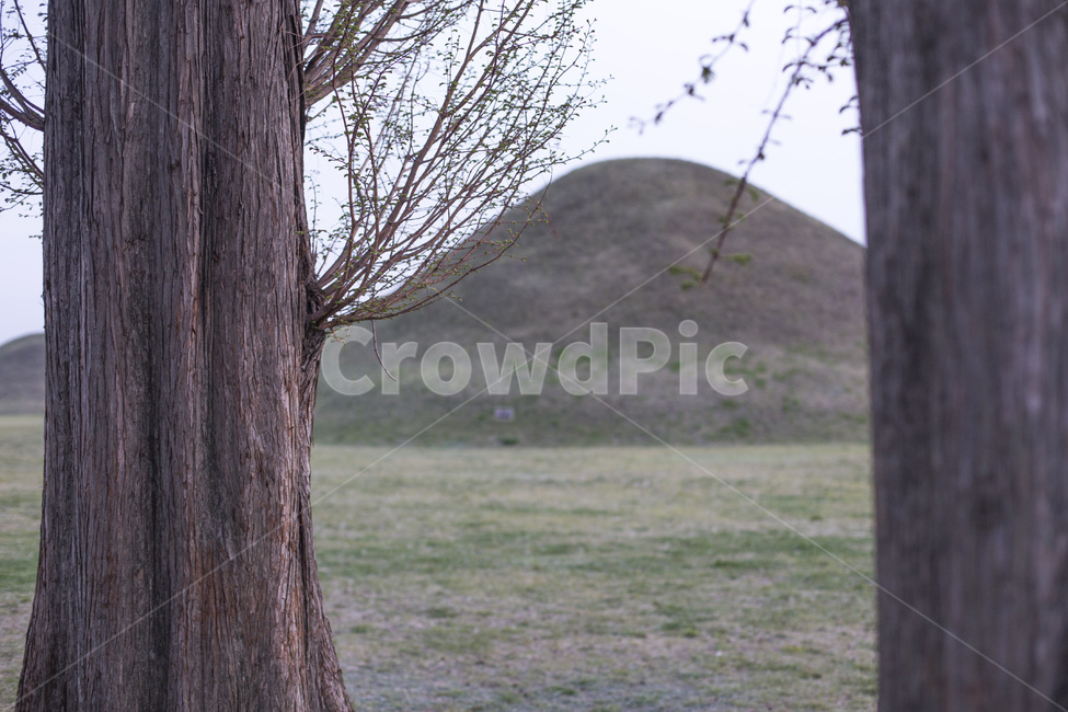 메타쉐콰이어,나무,경주,왕릉,릉,자연,풍경,nature,landscape,tree,plant,식물,tree trunk,나무 줄기