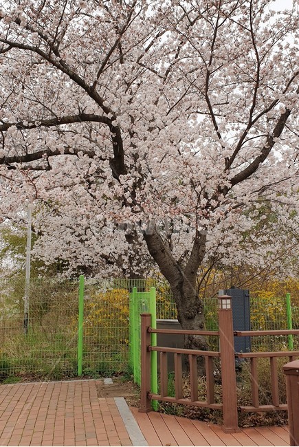 나무,벚꽃,꽃,식물,봄,blossom,핑크,풍경,경주,보문
