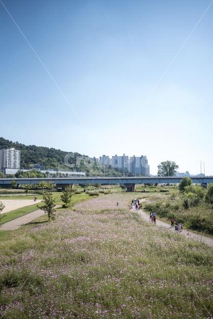 코스모스,풍경,하늘,다리,갈대,도시,풍경,city,landscape