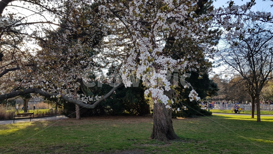 plant,식물,tree,나무,자연