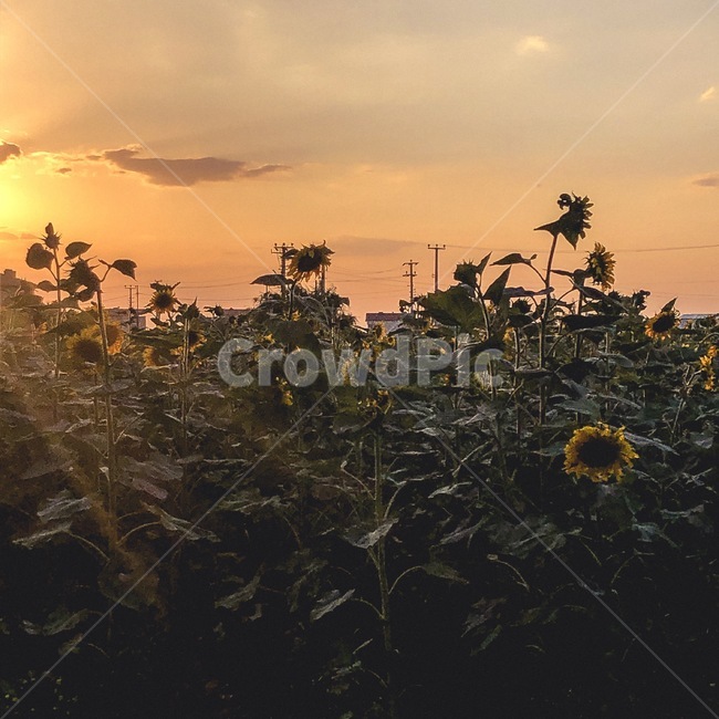 해바라기,sunflower,선셋,일몰,sunset,햇빛,하늘,sky,sunlight,sun,flower,꽃,nature,자연,outdoors,옥외