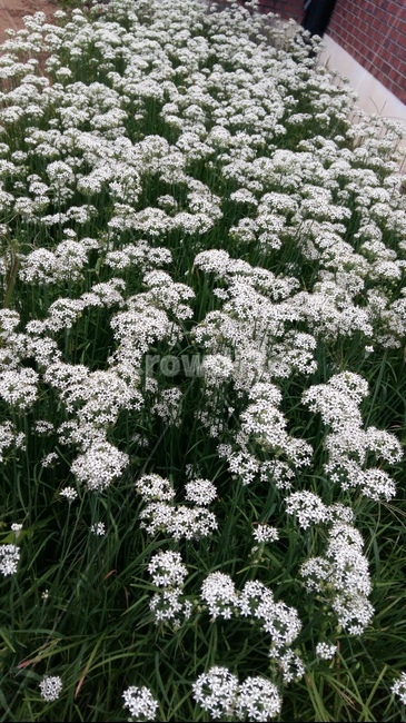 부추꽃,들꽃,야초,약초,흰꽃,식물,자연,plants,nature,꽃,flower