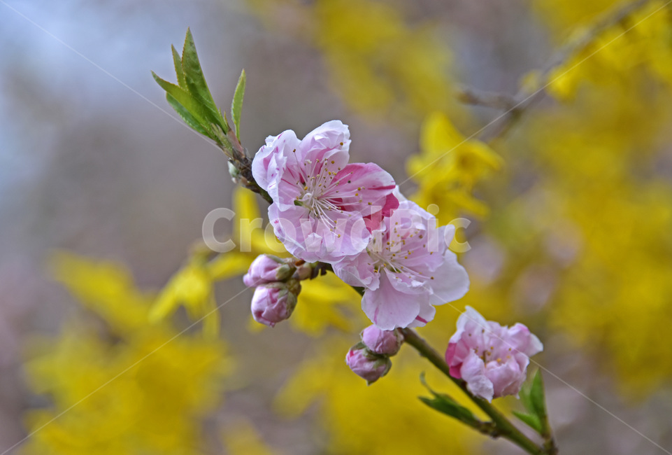 오색도화,floweringpeach,꽃복사꽃,살금벽도,삼색도화,복사꽃,삼색도,식물,자연,plants,nature,꽃,flower