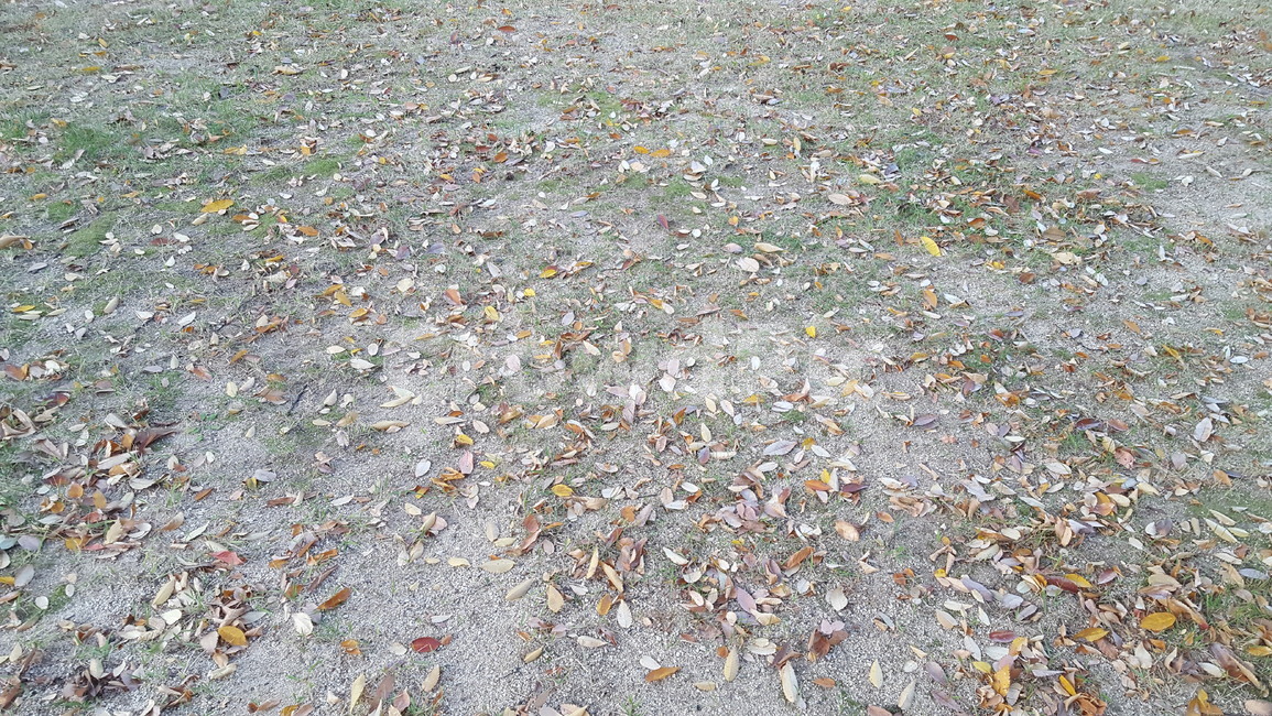 가을,낙엽,나뭇잎,자연,초원,가을,계절,fall,autumn,season,ground,바닥