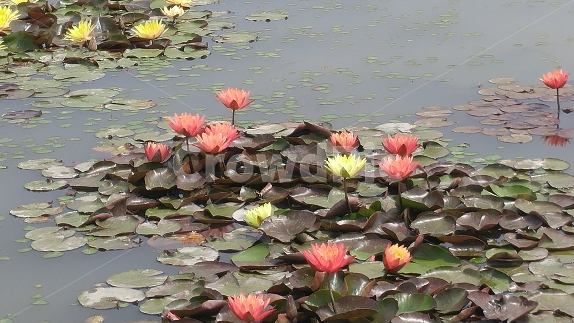 꽃,수련노란색,빨간색,힌색,알록달록한,식물,자연,저수지,식물,자연,plants,nature,꽃,flower
