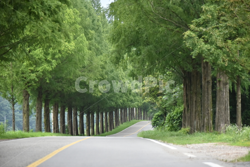 Jinangun,Metasequoia,provincial road,Jeollabuk do,road,countryside,road name,two lane road,Metasequoia tree,national highway,Neat