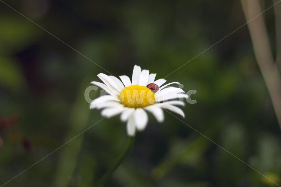 식물,꽃,무당벌레,자연,데이지,daisy,plant,blossom,flower,ladybug,들판,들꽃,감성