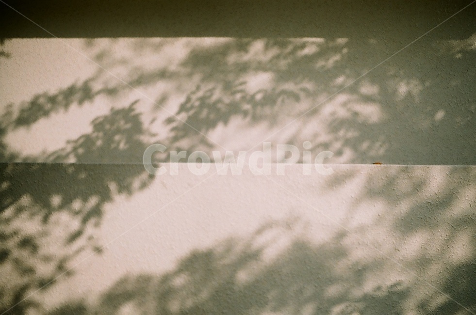 햇빛,그림자,나무,plant,식물,leaf,잎,필름사진,감성,light,shadow,벽,담벼락,wall