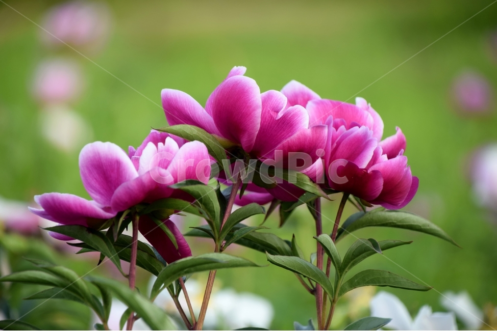작약,작약꽃,꽃작약,한약재작약,봄꽃,식물,자연,plants,nature,꽃,flower