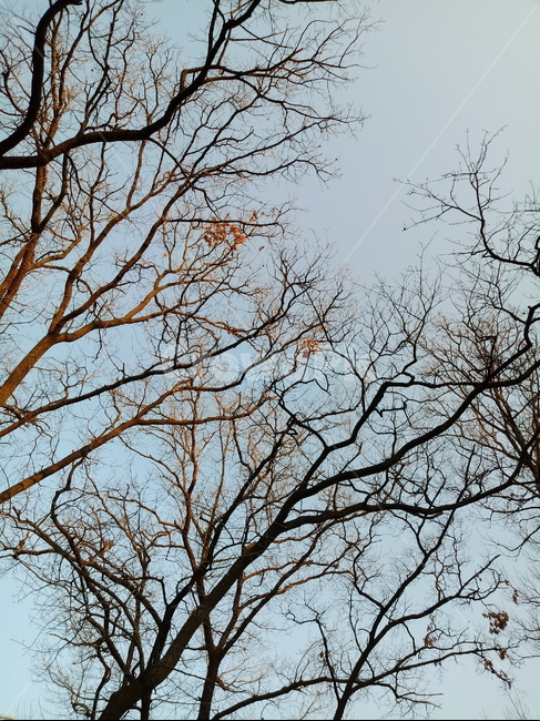 나무,나무줄기,나무가지,식물,tree,treetrunk,plant,하늘,낙엽,잎,식물,자연,plants,nature