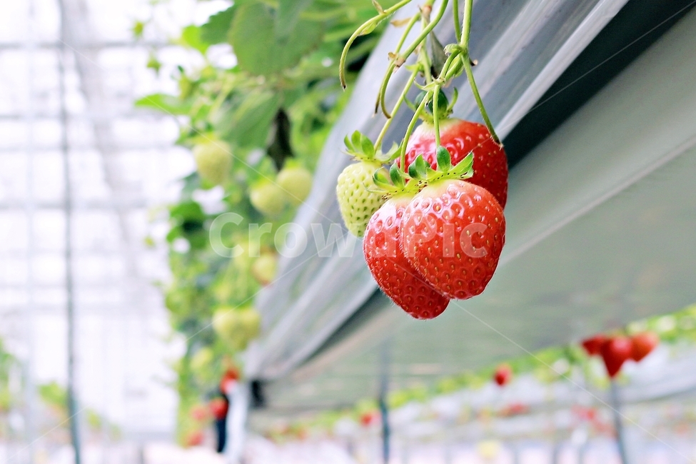 딸기,과일,딸기농장,열매,음식,red,먹음직,작물,식물,온실,하우스딸기,strawberry,과일,열매,fruit,산업,industry,industrial,농업,농사,agriculture,farming,farming industry