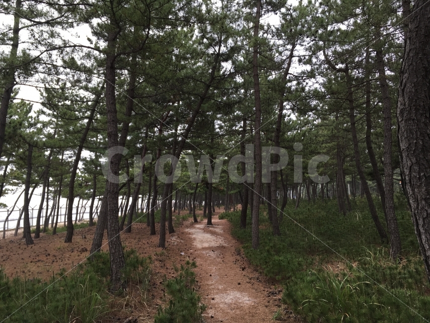 소나무숲,숲,나무사진,나무,소나무길,자연사진,자연,자연,풍경,nature,landscape,tree,plant,식물,ground,바닥