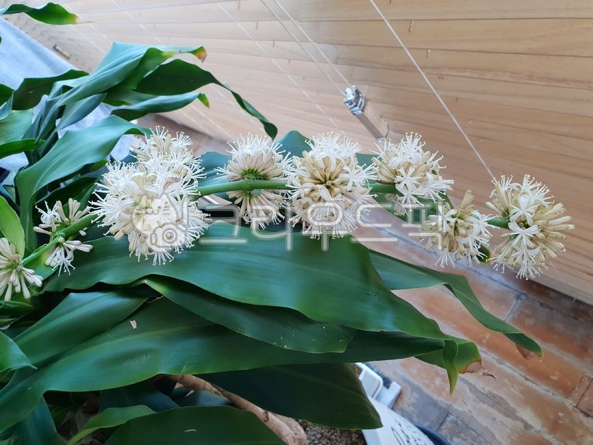 행운목,행운목꽃,키다리식물,cornstalk,happyplant,현화식물,관엽식물,열대식물,공기정화식물,화이트,하얀색,흰색,flower,꽃,blossom,식집사,반려식물