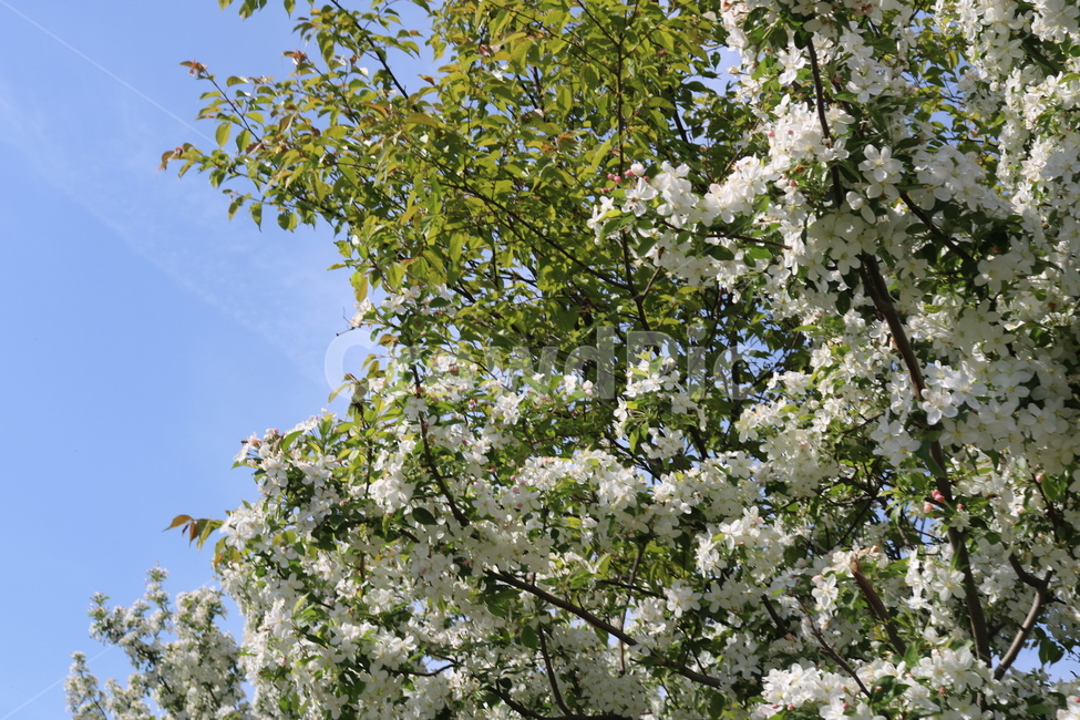 자연,꽃,flower,흰색,흰색꽃,나무,tree,하늘,파란색,하늘색,색깔,색상,색감,배경화면,배경