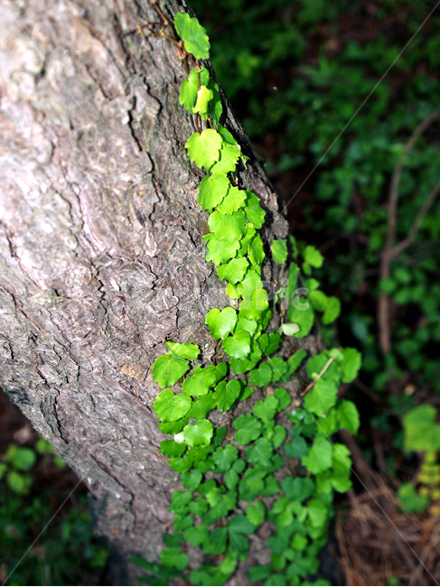 담쟁이,고목,나무,식물,덩굴식물,기생,식물,자연,plants,nature