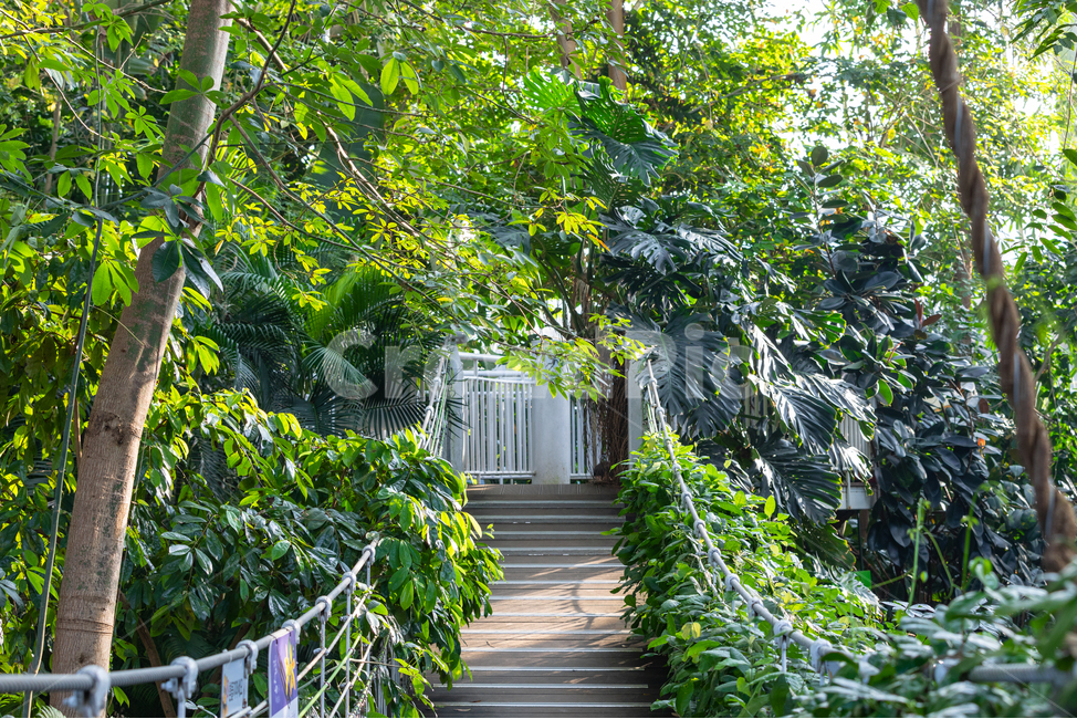 숲,다리,흔들다리,초록,나무,나뭇잎,배경화면,고화질,자연,풍경,nature,landscape,arbour,정자,garden,정원,outdoors,옥외