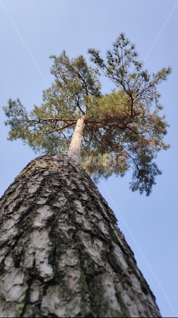 소나무,솔나무,plne,plant,식물,tree,나무,treetrunk,나무줄기