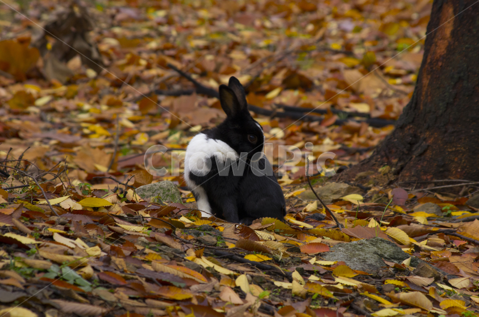 토끼,낙엽,가을,공원,산토끼,애완동물,season,fall,autumn,scene,view,feeling,emotion,nature,rabbit,landscape,animal,cute,fallenleave,leaf,leave,folliage,감정,계절,감성,고요,경관,자연,풍광,고독,외로움,솔로,풍경,풍경사진,감성사진,정취