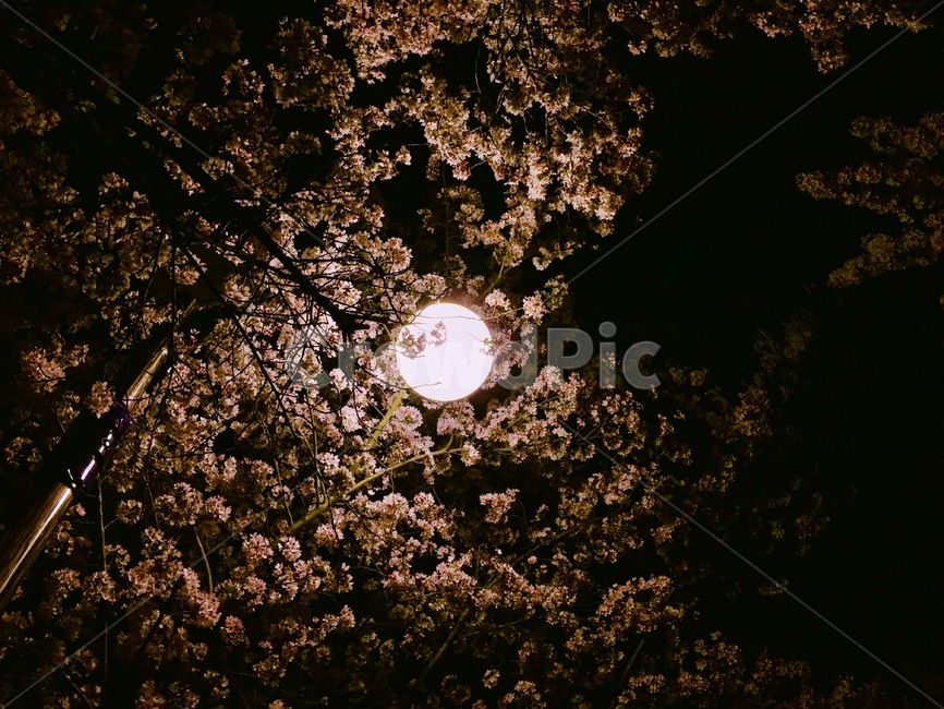 봄,벚꽃,꽃,하늘,달,가로등,봄,계절,spring,season,야경,밤,풍경,nightscape,night,landscape,nature,자연,outdoors,옥외,outer space,대기권 밖,moon,astronomy,천문학,universe,우주,space