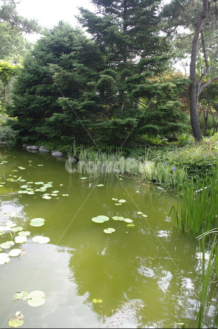 숲,초록,나무,잎,꽃,flower,식물,plant,계절,봄,spring,수생식물,연못,자연,풍경,nature,landscape,water,물,land,땅,outdoors,옥외