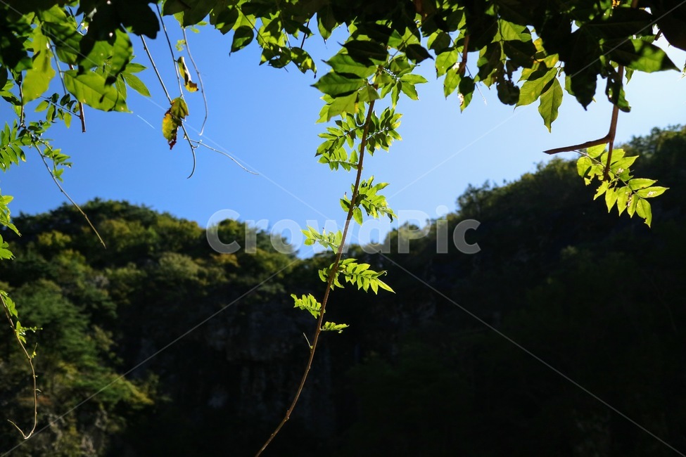 감성사진,색감,plant,식물,leaf,잎,산,등산