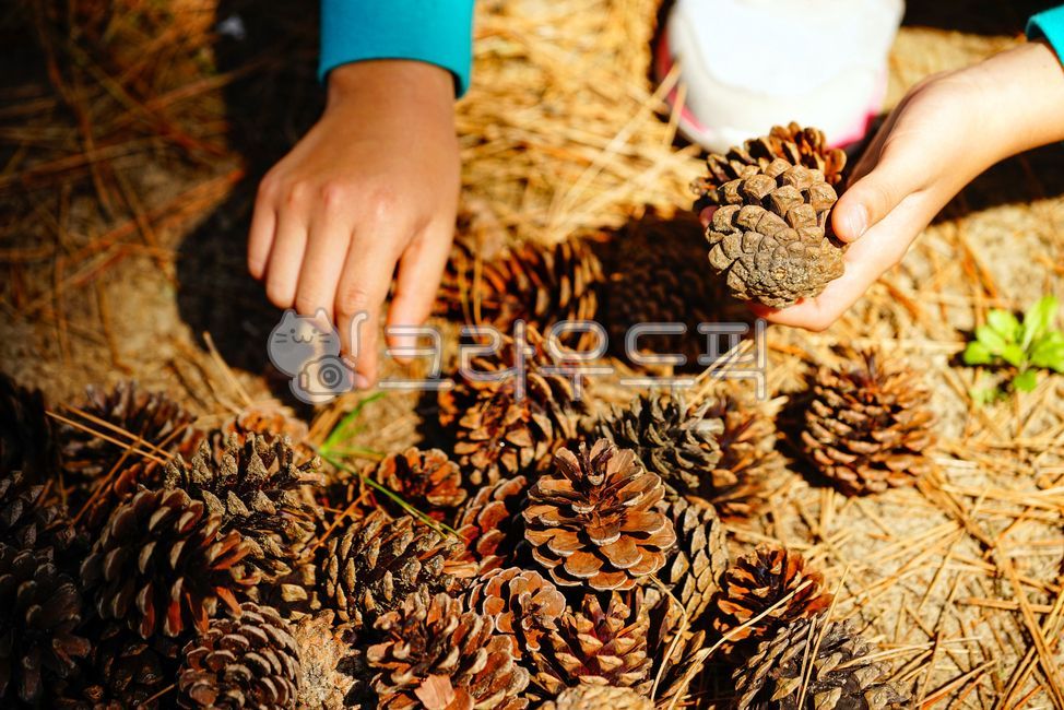 play,pine tree,forest,nature,kid,collection,girl,Songrim,Phytoncide,fallen leaves,pine cone,plant,hand