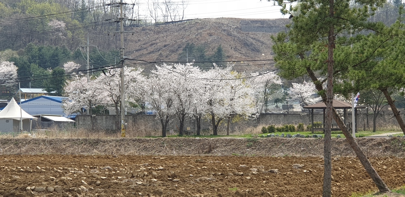벚꽃나무,자연,나무,식물,plant