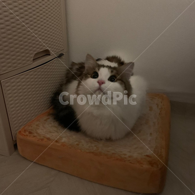 고양이,노르웨이숲,노르웨이숲고양이,장모종고양이,품종묘,식빵,하얀색,갈색,검정색,주황색,식빵쿠션,식빵굽기
