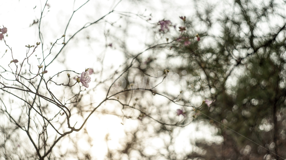 꽃배경,꽃,봄,꽃한송이,배경,편안한,빛,봄,계절,spring,season,식물,자연,plants,nature,꽃,flower,휴식,힐링,rest,relaxation,healing,plant