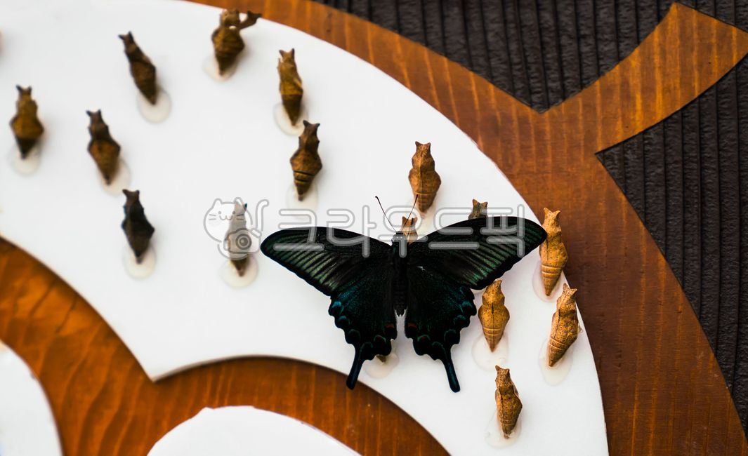 pupa,insect specimen,Gongchong,egg,specimen,larva,butterfly specimen,decoration,park