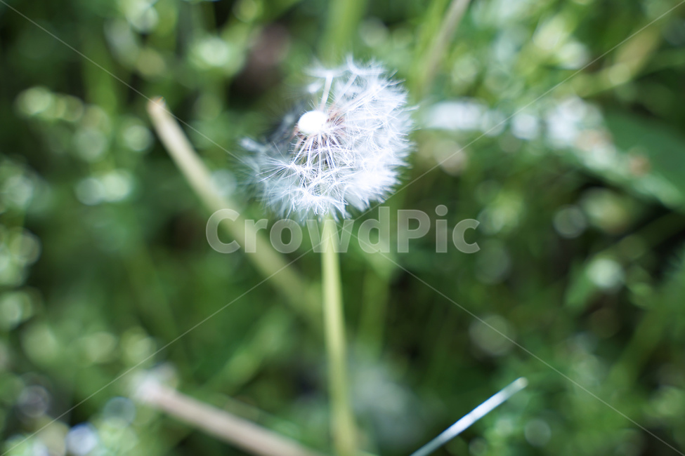 flower,꽃,blossom,민들레,식물,씨,식물,자연,plants,nature,꽃,flower
