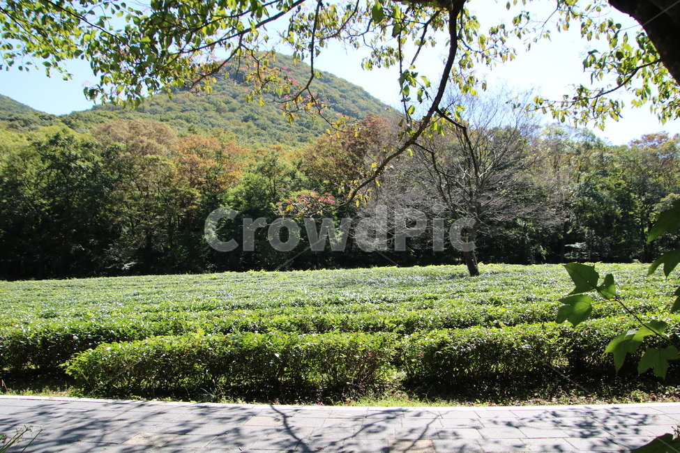 녹차,녹차밭,가을,단풍,산,나무,자연,풍경,nature,landscape,농업,농사,agriculture,farming,farming industry