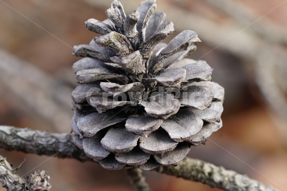 나무,자연,풍경,landscape,tree,산림,삼림,숲,숲속,침엽수,활엽수,나뭇가지,nature,한국자연,한국의자연,스냅,스냅샷,snap,snapshot,겨울,계절,season,winter,1월,식물,plants,잣나무,전나무,솔방울,열매,pinecone,pine,cone,목재