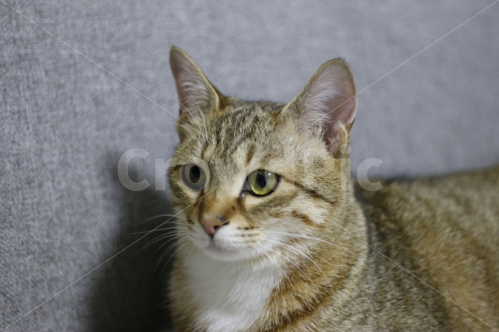 고양이,반려동물,유기묘,길냥이,애완동물,cat,pet,kitten,아기고양이,코숏,코리안숏헤어,캣대디,캣맘,반려묘,동물,동물,animal,고양이,cat,kitten,kitty,포유류,mammal