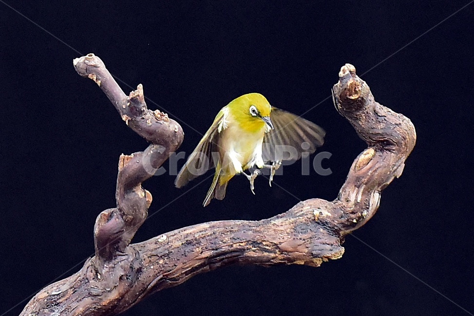 동박새,새,조류,동물,휴식,철새,동물,animal,조류,새,birds