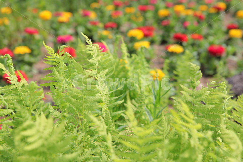 식물,꽃,수목원,여름,flower,식물,자연,plants,nature,꽃,flower