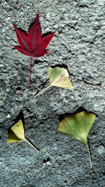 나뭇잎,자연,단풍잎,은행잎,은행나무,단풍나무,가을,풀잎,낙엽,가을,계절,fall,autumn,season,식물,자연,plants,nature,leaf,잎,plant