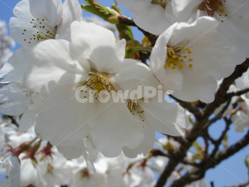하얀꽃,꽃,근접샷,꽃술,flower,식물,자연,plants,nature,꽃,flower