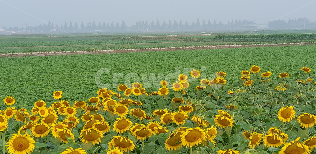 해바라기,꽃,식물,plant,해바라기꽃,식물,자연,plants,nature,꽃,flower