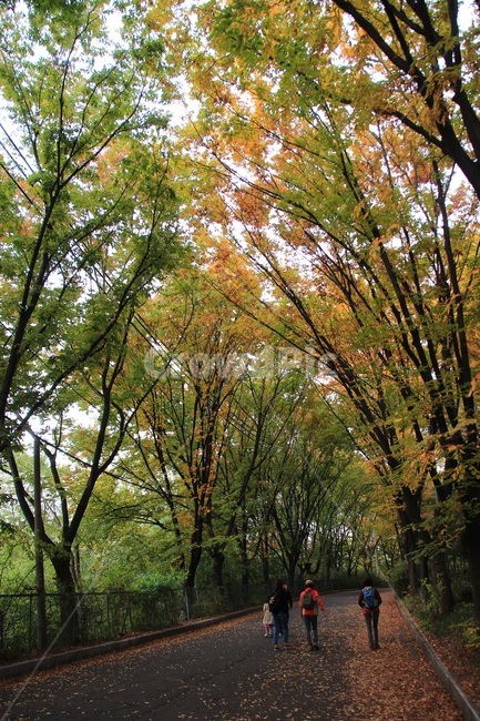 숲,가을,autumn,단풍,낙엽,나무,가족,나들이,가을,계절,fall,autumn,season