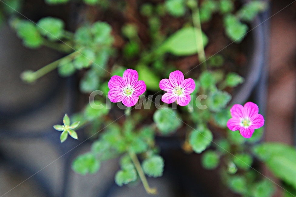 풍로초,꽃,꽃잎,식물,화분,식물,자연,plants,nature,꽃,flower