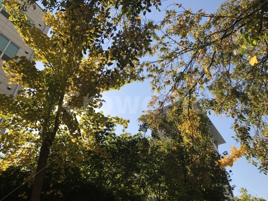 가을,하늘,가을하늘,하늘나무,나무,청량함,가을,계절,fall,autumn,season,식물,자연,plants,nature,나무,trees,wood,tree,plant,tree trunk,나무 줄기,light,빛,flare,플레어